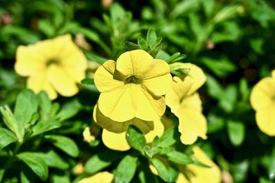 Close-up of yellow flowering plant