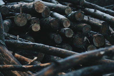 Stack of logs