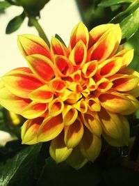 Close-up of flower blooming outdoors