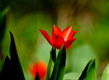 Close-up of day lily blooming outdoors
