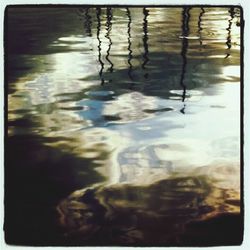 Reflection of trees in water