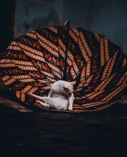 Cat sitting on floor