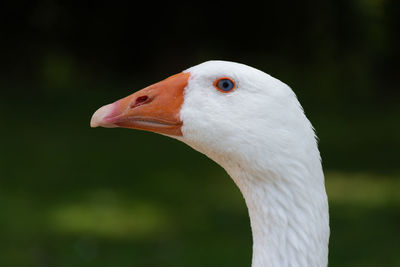 Close-up of a bird