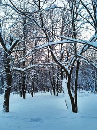 Low angle view of bare trees on snow covered landscape