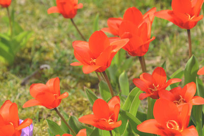 Close-up of red flowers blooming outdoors