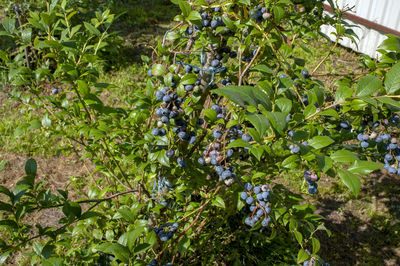 plant