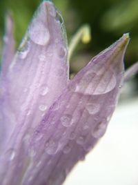 Close-up of water drops on flower