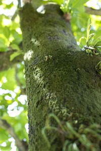 Close-up of moss growing on tree trunk