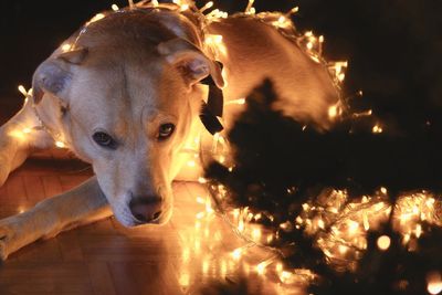 High angle portrait of dog sitting with illuminated lights on floor 