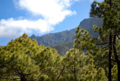 Low angle view of trees and mountains against sky