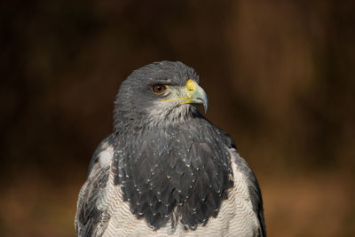 Close-up portrait of eagle