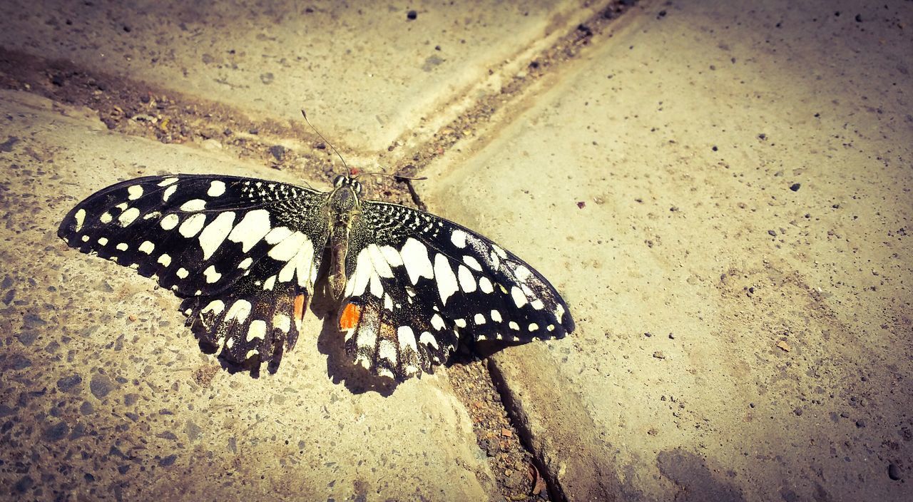 CLOSE-UP OF BUTTERFLY