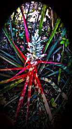 Close-up of plants