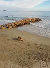 Dog playing on the sandy beach of laigueglia with the island of gallinara on the sea horizon