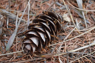 Close-up of dried plant growing on field