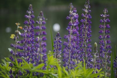 Close-up of purple flowering plants on field