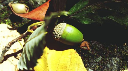 Close-up of fruit on tree