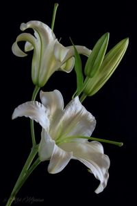 Close-up of white flowers blooming against black background