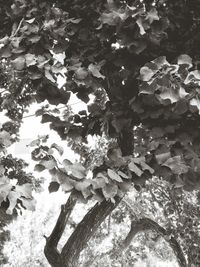 Close-up of fresh green leaves