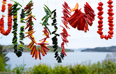 Close-up of red flowering plant against sky