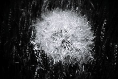 Close-up of dandelion flower