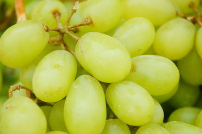 Full frame shot of grapes in market