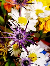 Close-up of flowers blooming outdoors