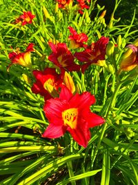 Close-up of red flowers