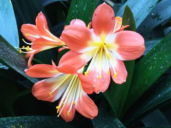 Close-up of day lily blooming outdoors