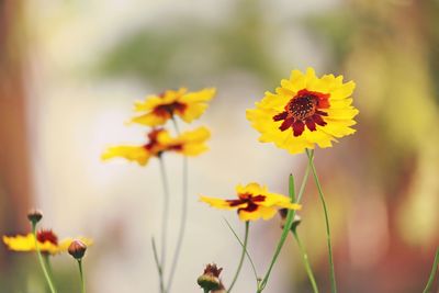 Close-up of fresh yellow flower