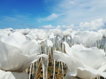 Close-up of white flowers against sky