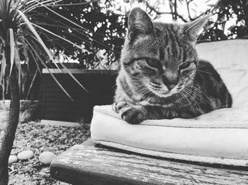 Close-up of cat sitting outdoors