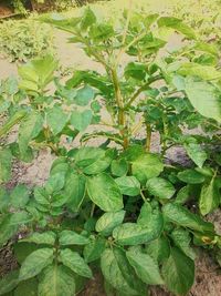 Close-up of fresh green plant