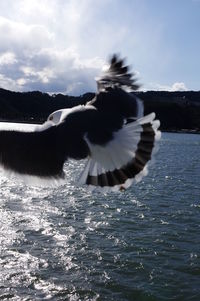 Bird flying over sea against sky