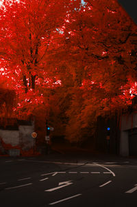 Road by trees in city at night