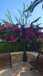 Flower trees against sky