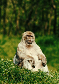 Lion sitting on land