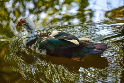 Close-up of duck in lake