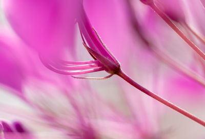 Extreme close-up of pink flower