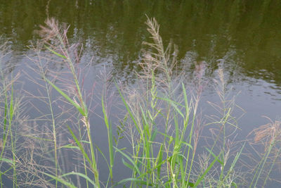 Plants growing in field