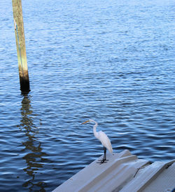 Seagull perching on wooden post in lake