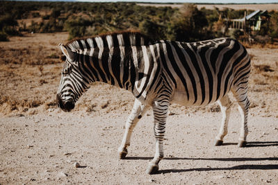 Zebra standing on a field