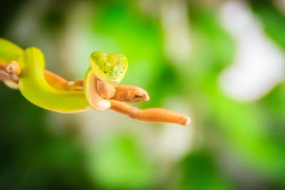 Close-up of flower buds