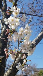 Low angle view of apple blossoms in spring