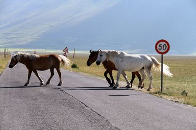 Horses on the road