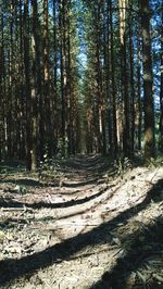 Trees in forest against sky