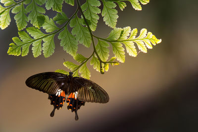 Close-up of butterfly pollinating