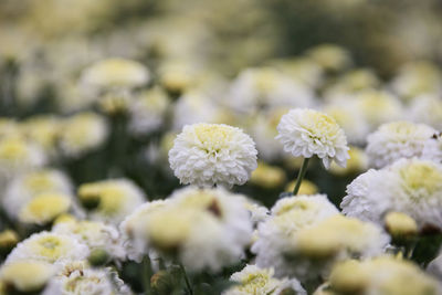 Close-up of white flowers blooming outdoors