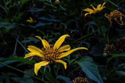 Close-up of yellow flowering plant