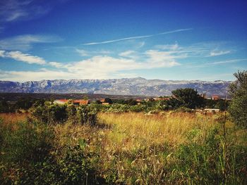 Scenic view of grassy field against blue sky